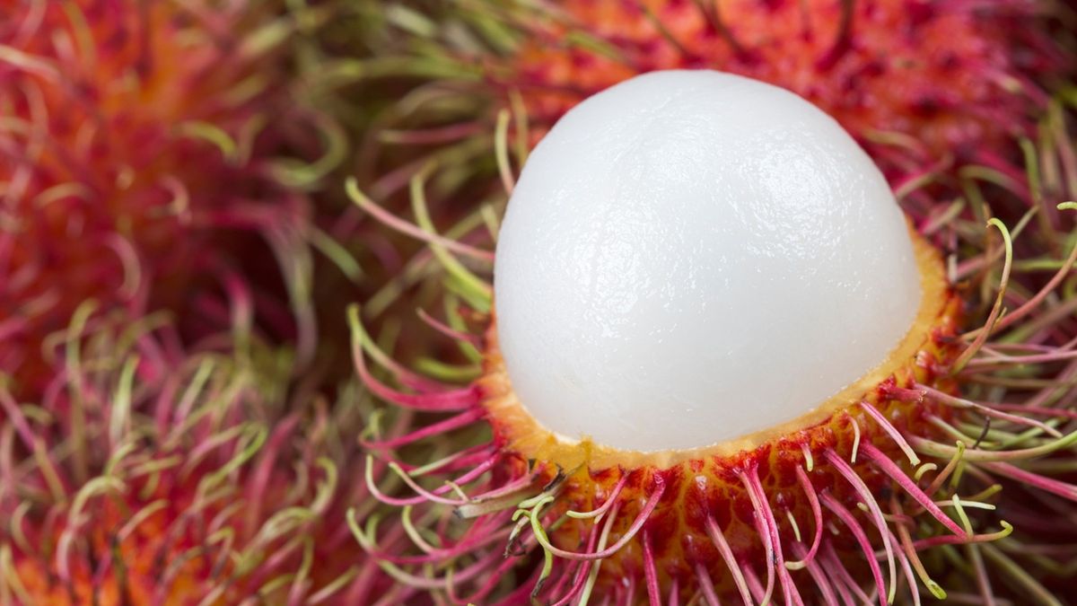 Rambutan, zwany włochatą truskawką