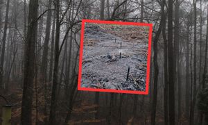 Zastawiona pułapka w lesie. Leśnicy apelują o ostrożność