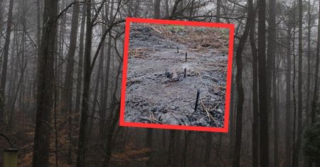 Zastawiona pułapka w lesie. Leśnicy apelują o ostrożność