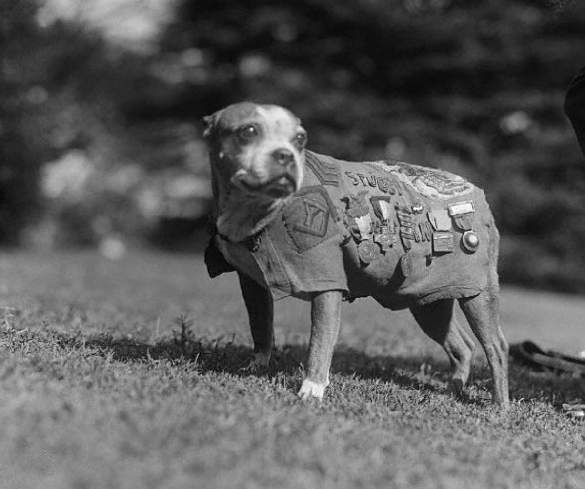 Pies, który został żołnierzem. Sierżant Stubby uratował oddział USA