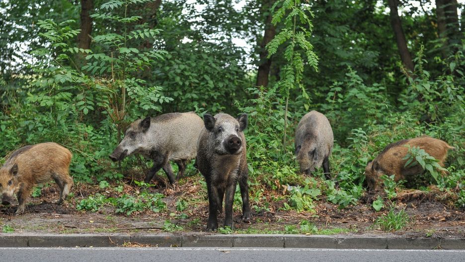 Warszawa. Na torach między Warszawą a Zielonką leżą martwe dziki