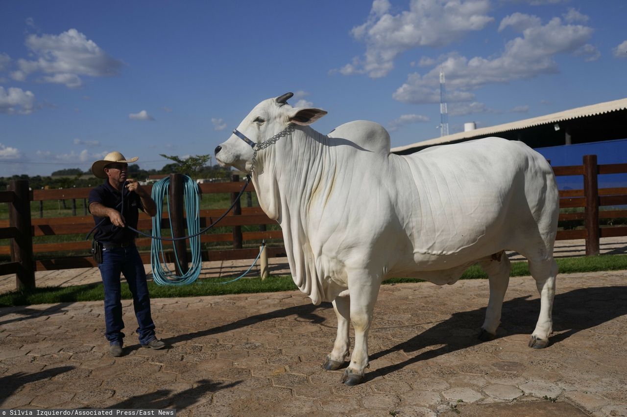 How costly is the most expensive cow ever sold? Brazilian Viatina-19 draws crowds