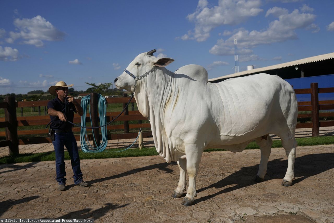 How costly is the most expensive cow ever sold? Brazilian Viatina-19 ...