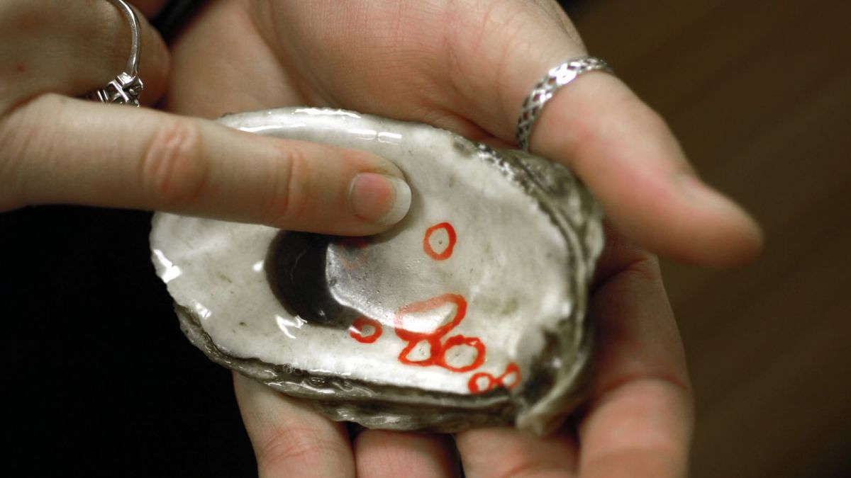 Jak narkotyki wpływają na larwy ostryg?