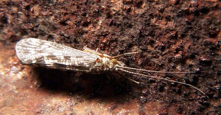 Mikroplastik znaleziony w osłonkach larw owadów sprzed 50 lat