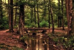 IKEA staje w obronie Puszczy Białowieskiej? Najnowsza odsłona sporu o głośną wycinkę