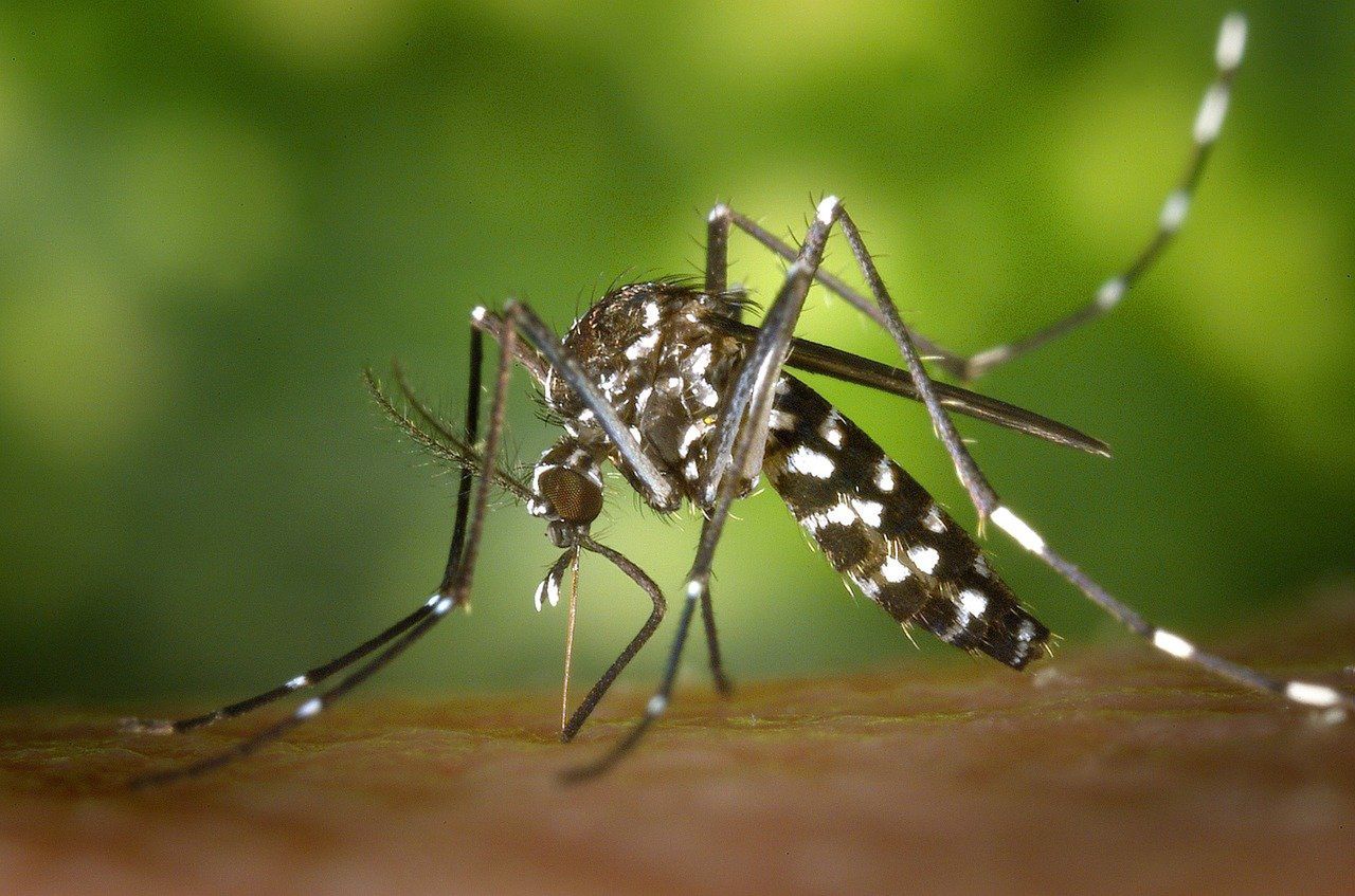 Modyfikowane komary zmniejszają rozprzestrzenianie się choroby Denga - Komar