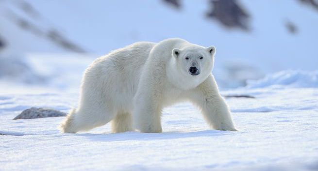 Sierść niedźwiedzi i pióra pingwinów inspiracją w pracach nad nowymi włóknami izolującymi
