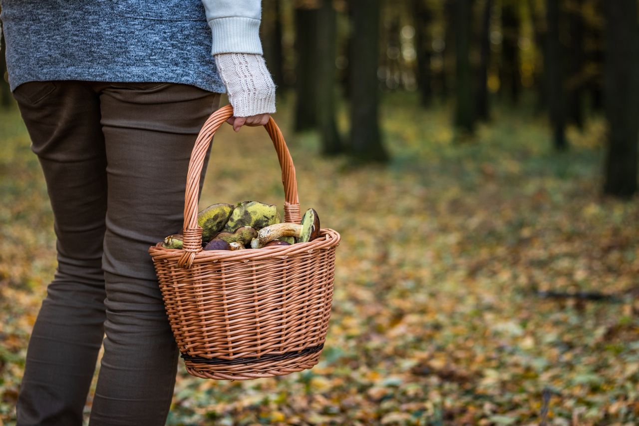 Rumuńscy grzybiarze znów w natarciu. Leśnicy boją się, że ich spotkają