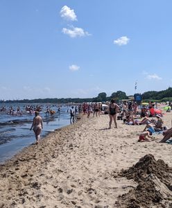 Śmierdzący problem na gdańskiej plaży. "Tworzą się hałdy sięgające do kolan"