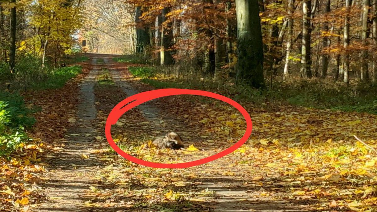 Jenot na leśnej ścieżce. Zaskakujące spotkanie 