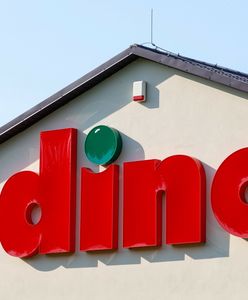 Pierwsza oferta pracy w Dino Oil. Oto kogo szuka polska sieć