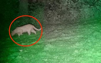 Popłoch na Dolnym Śląsku. Puma nie jest pumą? Nowe szczegóły