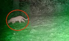 Popłoch na Dolnym Śląsku. Puma nie jest pumą? Nowe szczegóły