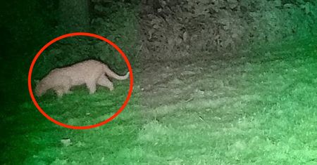Popłoch na Dolnym Śląsku. Puma nie jest pumą? Nowe szczegóły