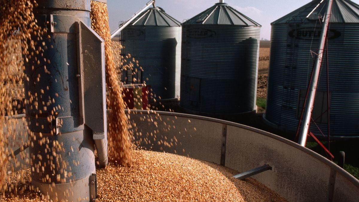 Zboże; kukurydza; magazyn; zboża; rolnictwo; rolnicy; rolnik; silosy