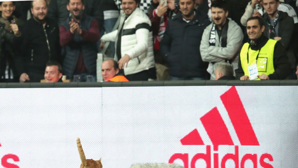 Kot przerwał mecz Besiktasu z Bayernem