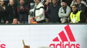 UEFA ukarała Besiktas Stambuł. Z powodu kota, który przerwał mecz z Bayernem