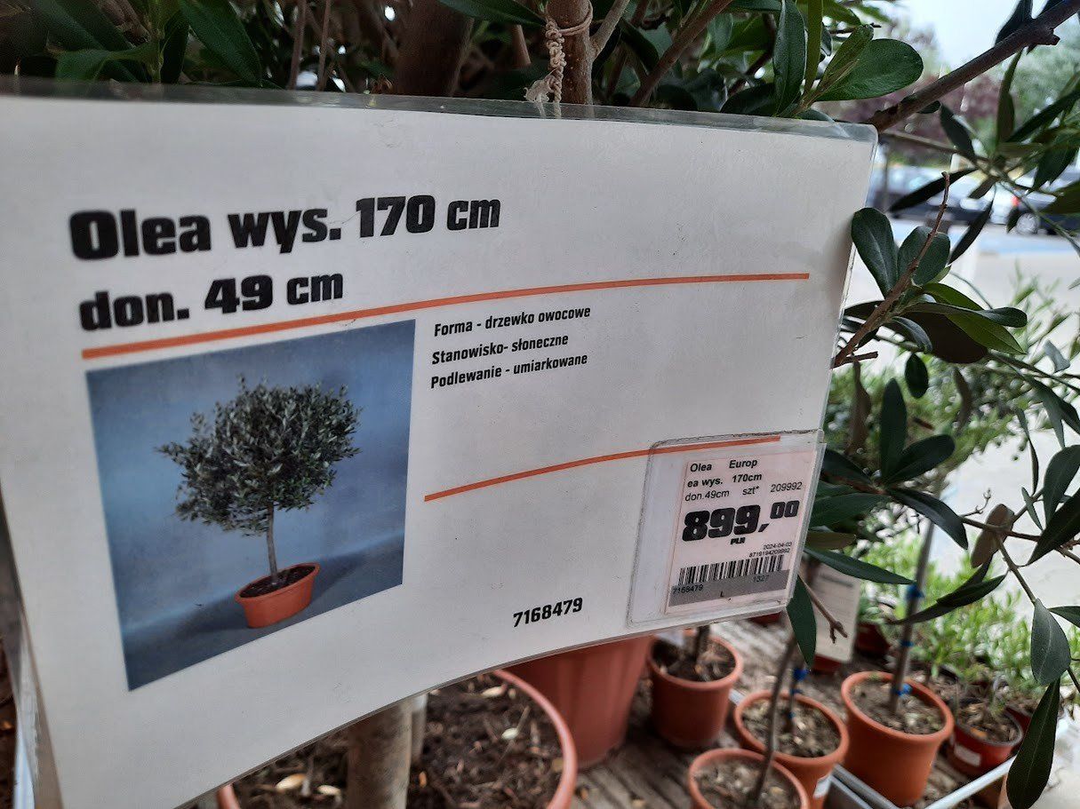 rośliny tropikalne