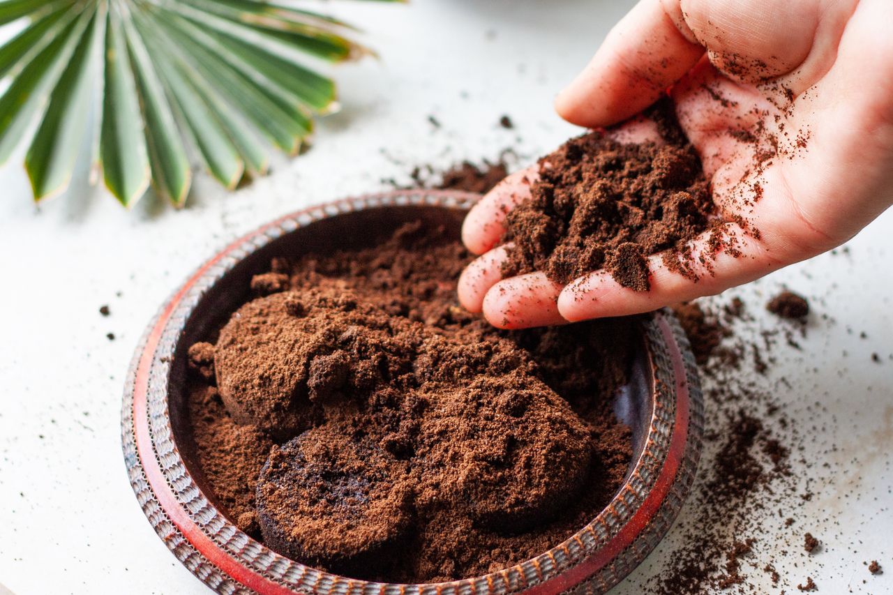 Coffee grounds: Turning waste into garden gold