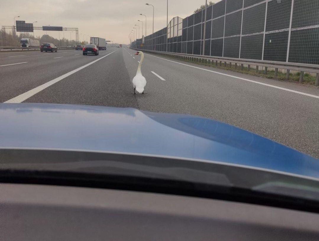 Łabędź szedł autostradą