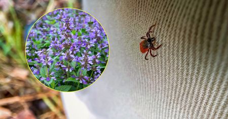 Skutecznie odstrasza kleszcze. Wielu Polaków ma ją w ogrodzie i nie zna jej właściwości