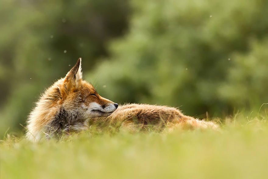 Jak robi lis? Czyli dzikie lisy Roeselien Raimond 9