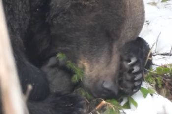 Nic słodszego dzisiaj nie zobaczysz. "Jak w piosence"