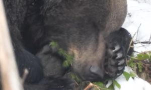 Nic słodszego dzisiaj nie zobaczysz. "Jak w piosence"