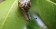 Ślimaki już działają. Będziesz miał problem, jeśli zaczekasz do maja