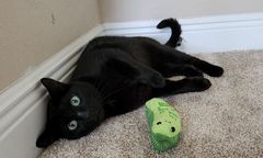 Kotka Rowdy "na gigancie". Po ucieczce ukrywała się na lotnisku