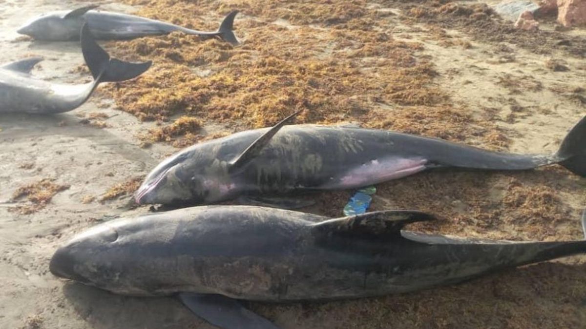 Ponad 60 martwych delfinów znaleziono na plażach w pobliżu Akry, stolicy Ghany. 