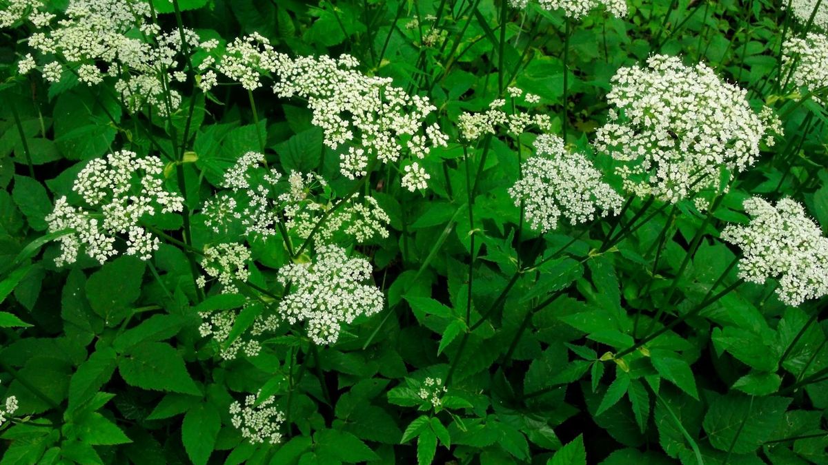 Podagrycznik – chwast czy superżywność?