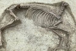 Szczątki mężczyzny i konia bez głowy sprzed 1400 lat. Niezwykłe odkrycie na cmentarzu w Niemczech