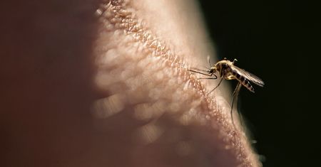 Nieoczekiwane odkrycie naukowców. To dlatego przyciągasz komary