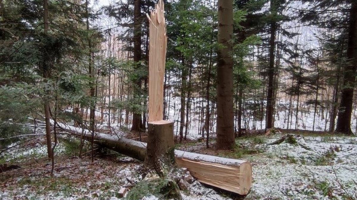 Złodzieje ścięli jodłę o średnicy 45 cm za pomocą piły "moja-twoja". 