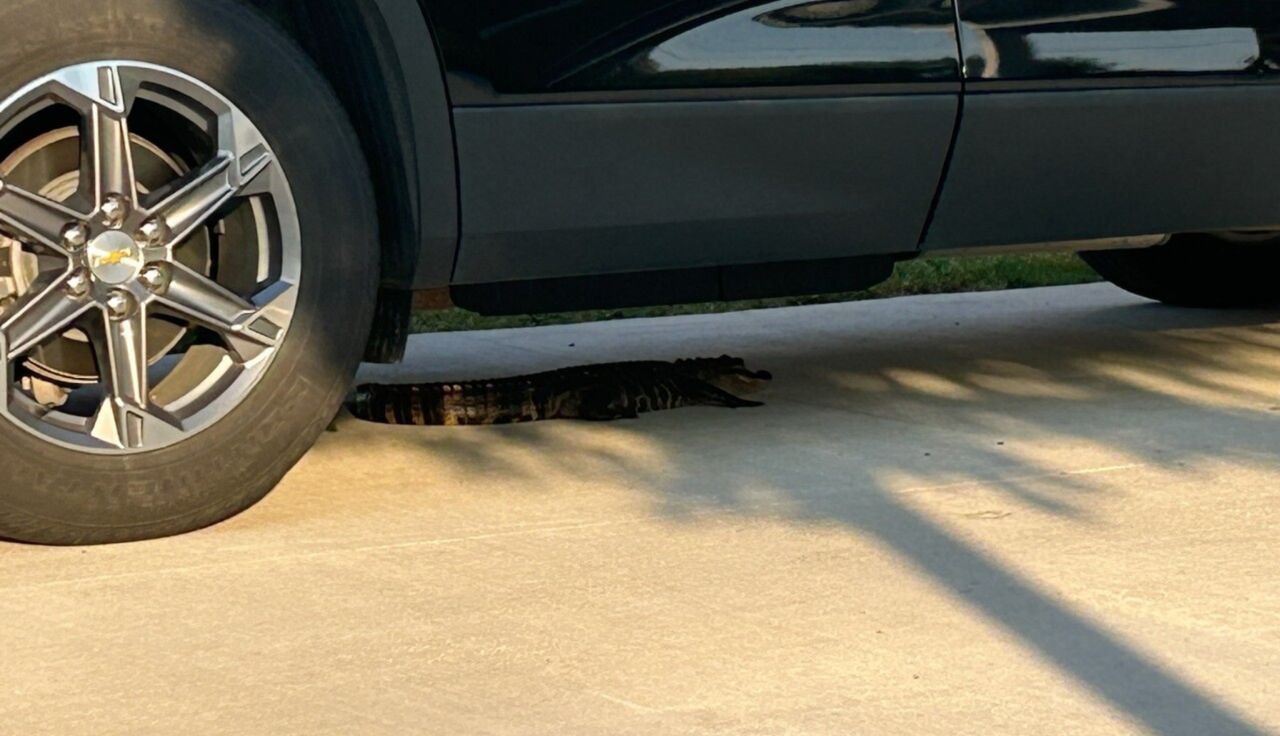 An alligator hid under her car.