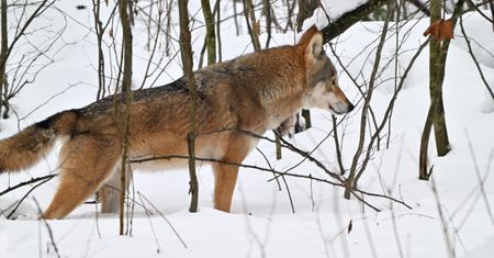 Martwy wilk na posesji. Był postrzelony?
