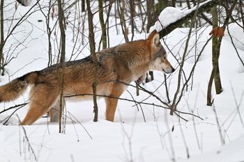 Martwy wilk na posesji. Był postrzelony?