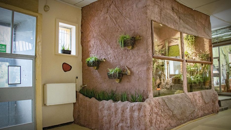 Chorzów. Żółw sępi zamieszka w nowym terrarium.