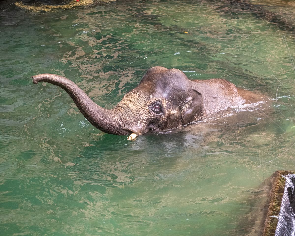 Nowy słoń chętnie korzysta z basenu na swoim wybiegu 
