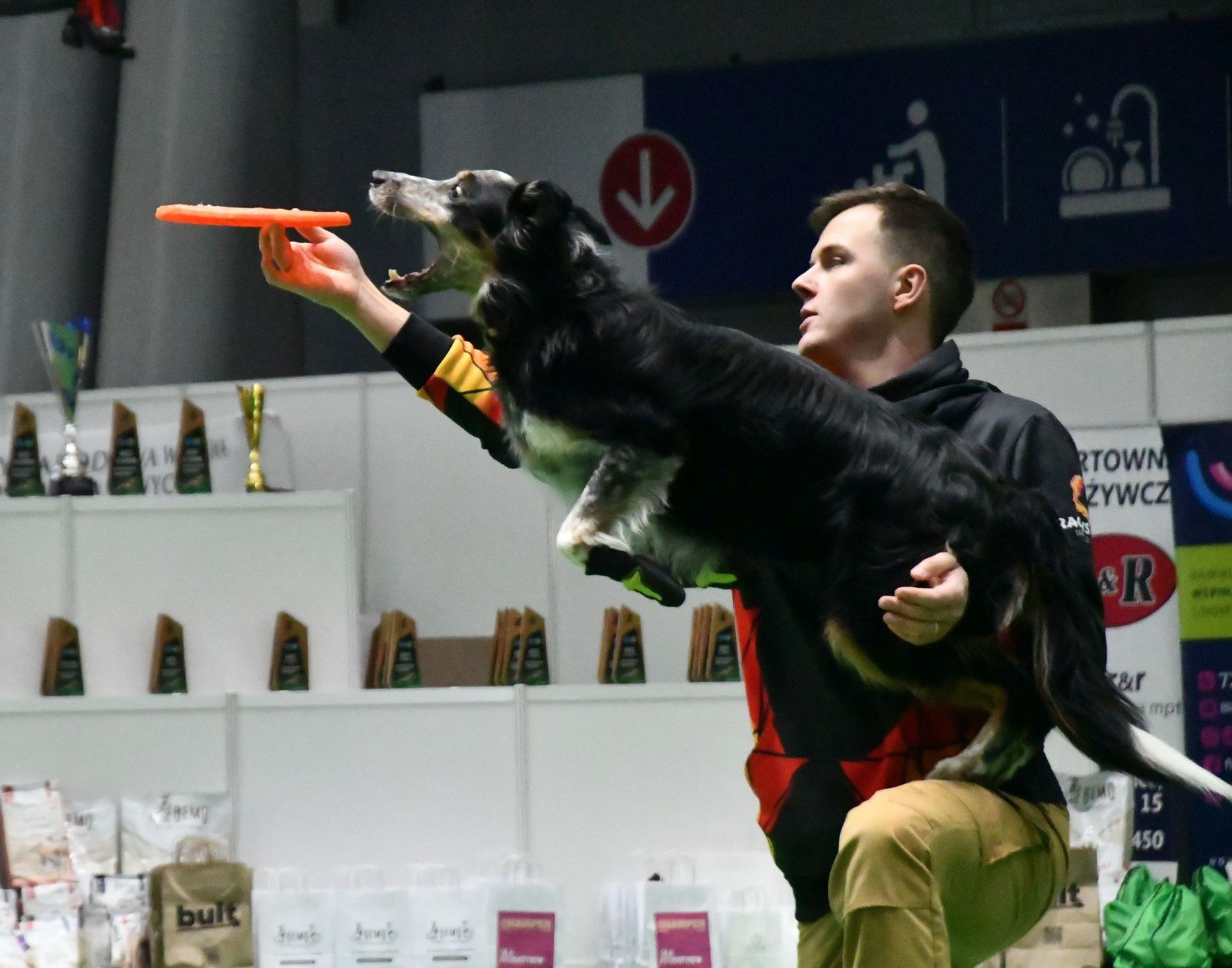 Międzynarodowa Wystawa Psów Rasowych w Targach Kielce. Pokazy na głównym wybiegu.