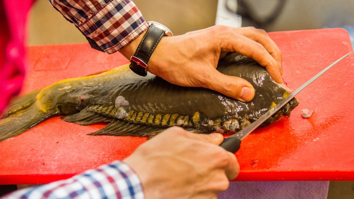 Filetowanie karpia, czyli jak pozbyć się ości
