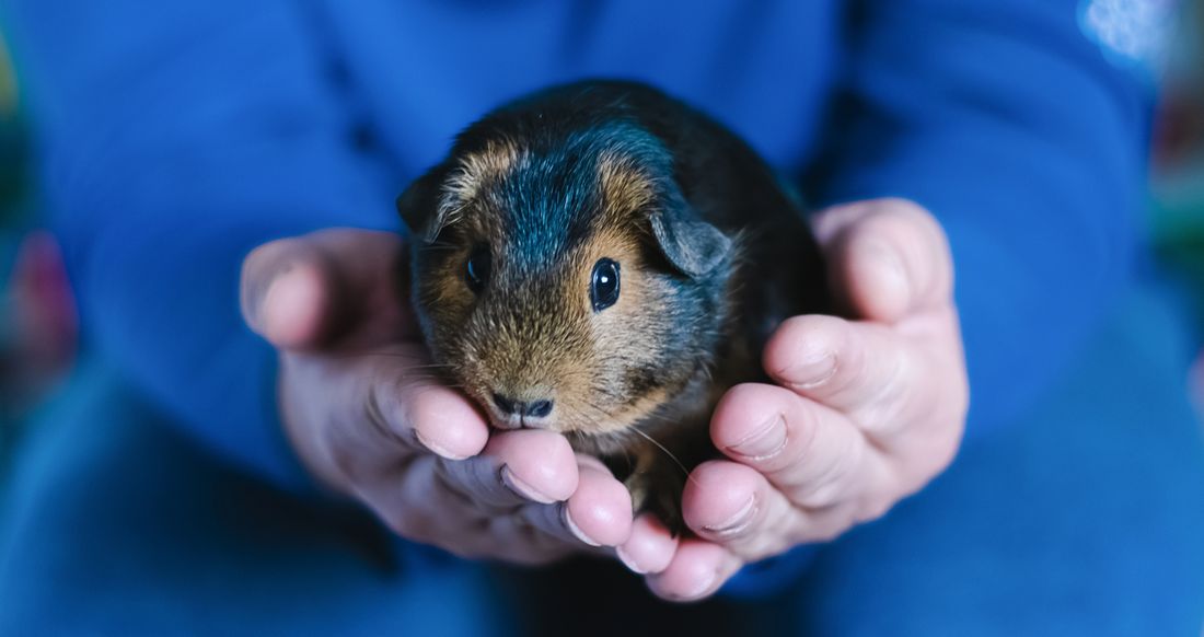 Świnka morska nagle podskakuje jak popcorn? To zachowanie ma własną nazwę
