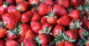 Pyszne czerwone owoce. Jak wybrać dobre truskawki?
