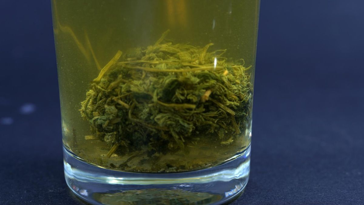 Jiaogulan to zioło długowieczności