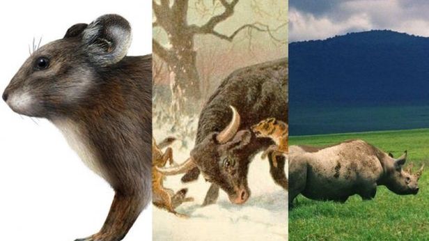 Zwierzęta, których już nigdy nie zobaczymy 1