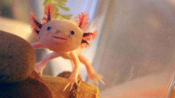 Pokemony są wśród nas czyli najdziwniejsze zwierzęta na świecie 1