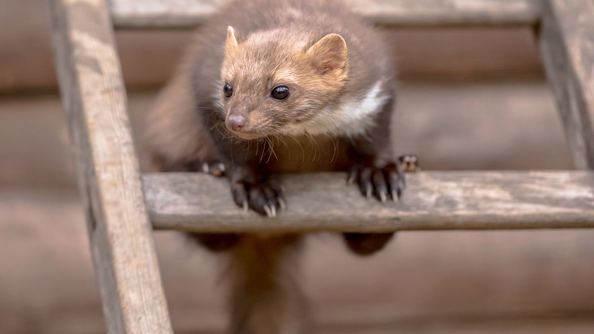 Kuna w domu – jak się jej pozbyć? 1