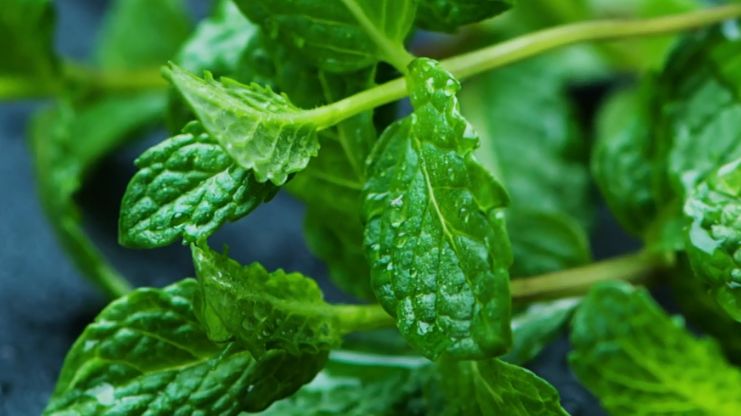 Mięta jest jednym z produktów, których należy unikać przed seksem 